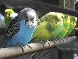 Budgies line up at the Foxtor cafe, Princetown
